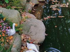 -上海共青森林公园