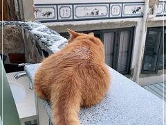 -喵屿·大理花园猫咖