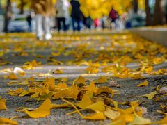 -三里屯东五街银杏大道