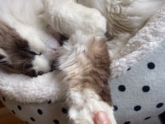-遇见羊驼·奶狗咖·布偶猫咖·法斗柯基柴犬阿拉斯加(春熙路太古里IFS店)