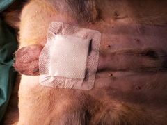 -创凡宠物医院·骨专科  猫科中心(西乡分院)