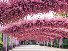 -南汇桃花村