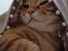 -瑞派天宁宠物医院·猫科·异宠中心