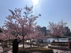 -新江湾城公园