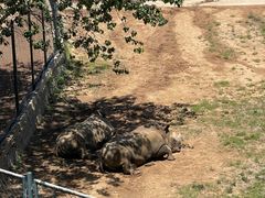 -大连森林动物园