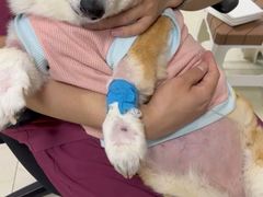 -美联众合动物医院·24h转诊中心