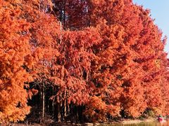 -上海海湾国家森林公园