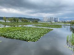 -洱海月湿地公园