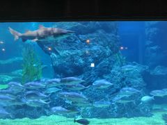 -暹罗海洋世界