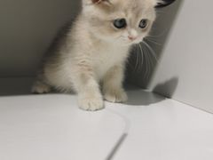 -东方名猫馆·英短金渐层布偶猫舍(环线广场1号楼店)