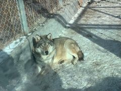 -新疆天山野生动物园