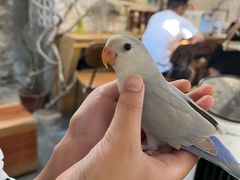 -吉丁鸟咖·异宠·寄养