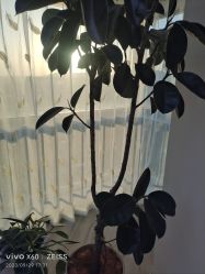 -HEYAN荷妍专业脱毛连锁机构