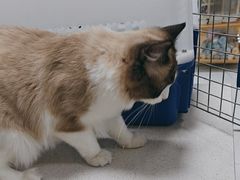 -嘉馨宠物医院·CT影像转诊·心脏科·犬猫全科诊疗中心(下沙大学城院区)