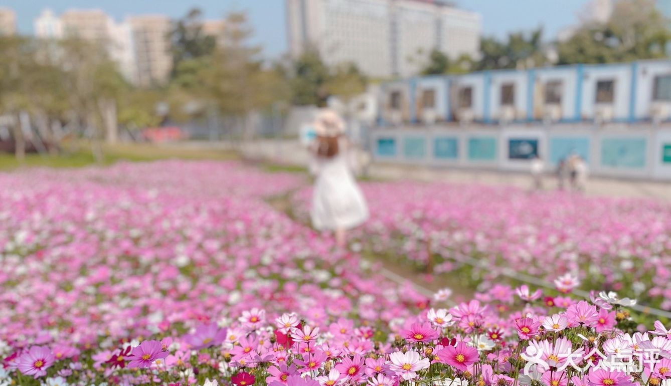 深圳最美格桑花海