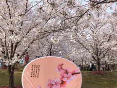 -顾村公园