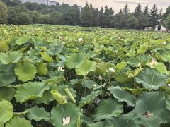-贵阳市花溪国家城市湿地公园