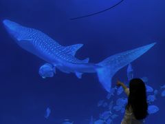 -烟台海昌鲸鲨海洋公园