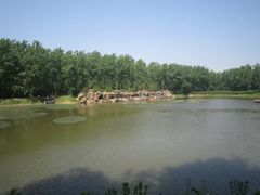 -合肥滨湖国家森林公园