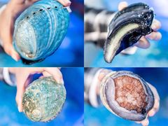 -驻海渔市(置信店)