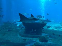 -亚特兰蒂斯•OSSIANO奥西亚诺海底餐厅