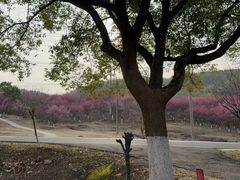 -游子山休闲旅游区