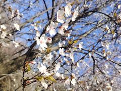 -蜀冈西峰生态公园