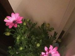 -龙大花卉苗木市场