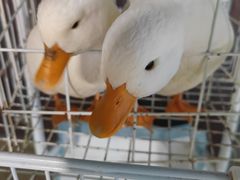 -浣熊柯尔鸭土拨鼠·电玩咖
