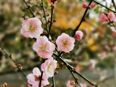 -桃花涧