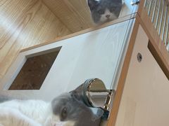 -山宅一喵德文卷毛猫舍