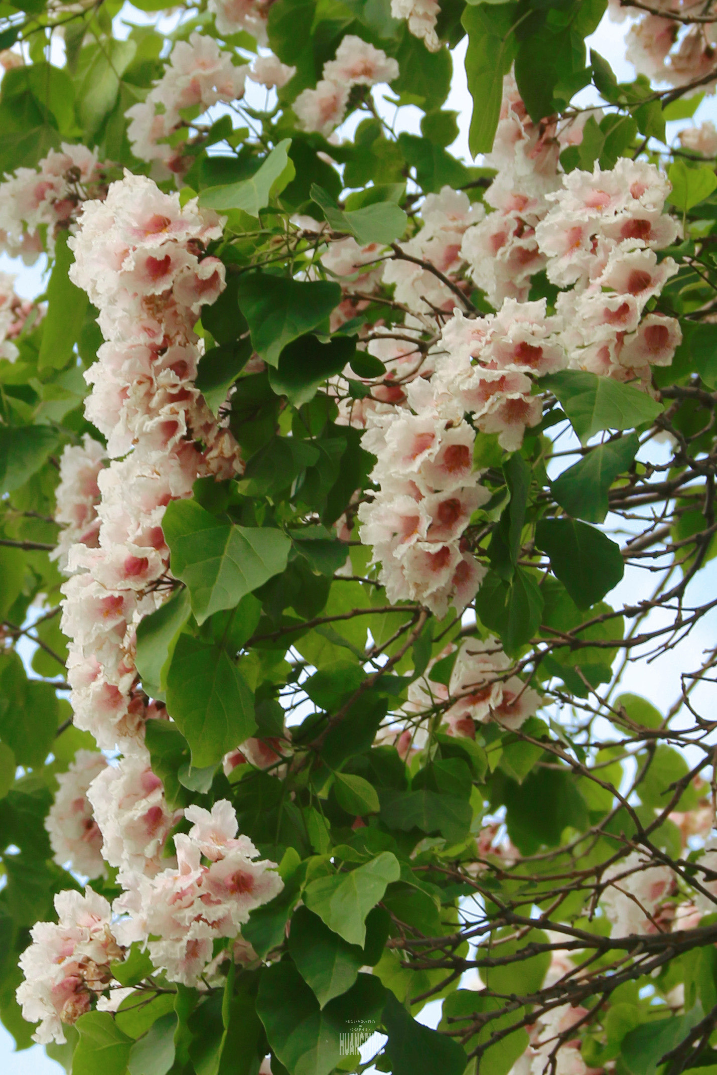 楸树花开