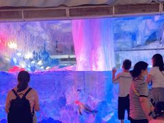 -芜湖新华联大白鲸海洋公园