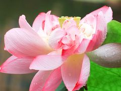 -陈家山荷花公园