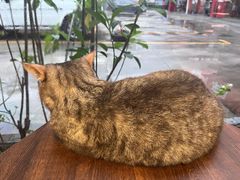 -豆逗聊愈猫阁Easy Life