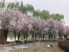 -西安浐灞国家湿地公园