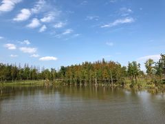 -上海长兴岛郊野公园