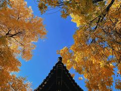 -元大都城垣遗址公园