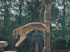 -上海野生动物园老虎餐厅