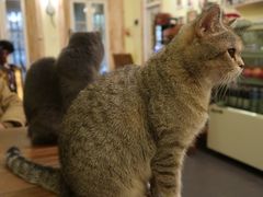 -猫色咖啡·猫咖