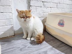 -喵屿·大理花园猫咖