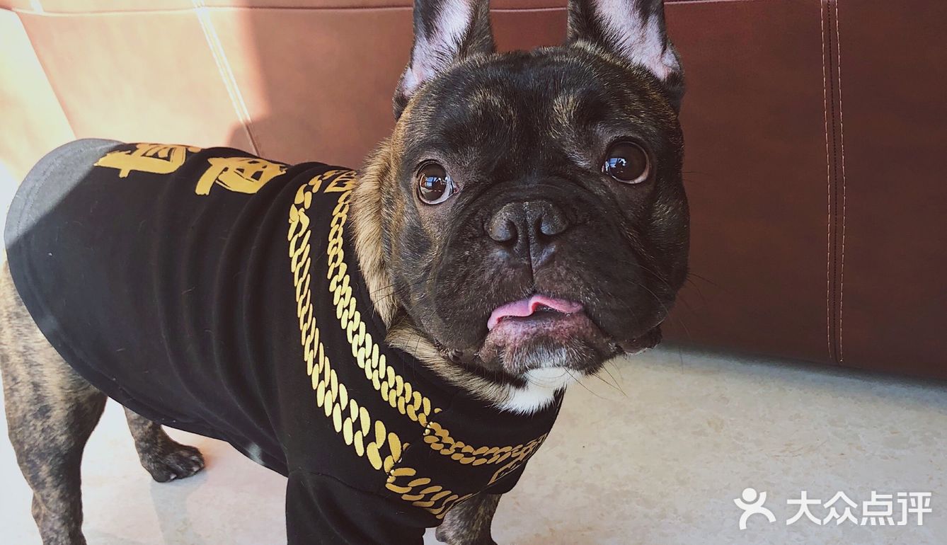 时间长看见你就跑 我家狗倒不至于看见我就跑