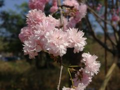 -天适樱花悠乐园