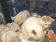 -怪兽屋·羊驼·猫咖·狗咖(俊华广场店)