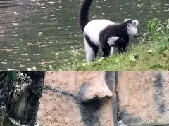 -清迈夜间动物园