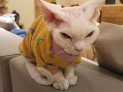 -猫腻·猫咖·撸猫馆(星光大道店)