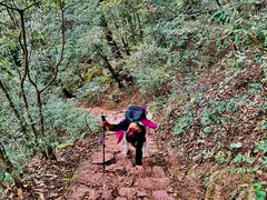 -天目山大树王景区