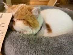 -喵屿·大理花园猫咖