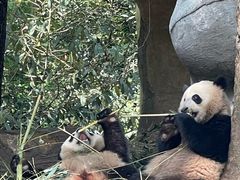 -中国大熊猫保护研究中心雅安碧峰峡基地