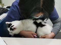 -伟伟宠物医院·CT影像中心·瑞派犬猫综合性门诊(汉口总院)